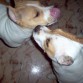 Rubi con su hermano Killer. (4 meses)